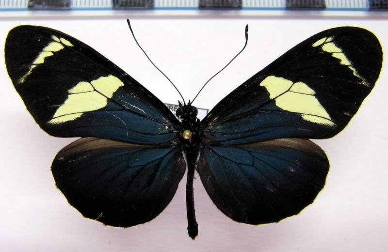 heliconius_congener_congener_m-eq-standard.jpg
