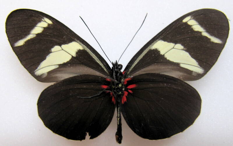 heliconius_congener_eq-verso-standard.jpg