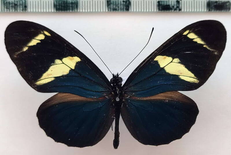 heliconius_congener_m02_eq-standard.jpg