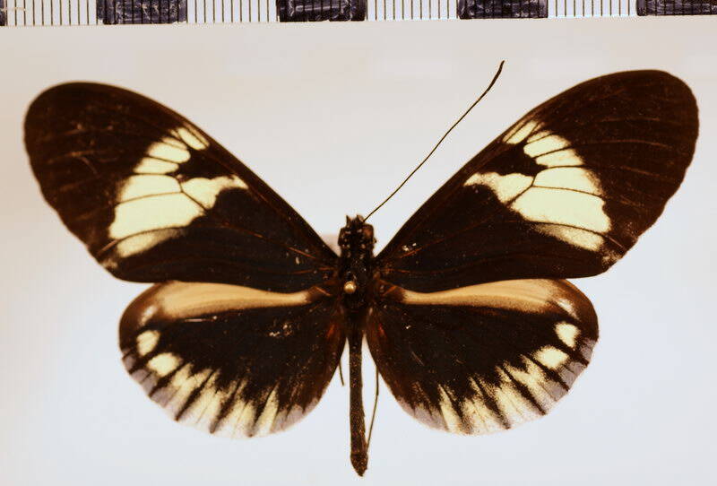 heliconius_cydno_alithea