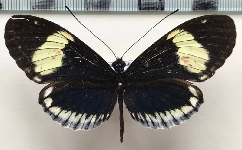 heliconius_cydno_alithea_f-Equateur