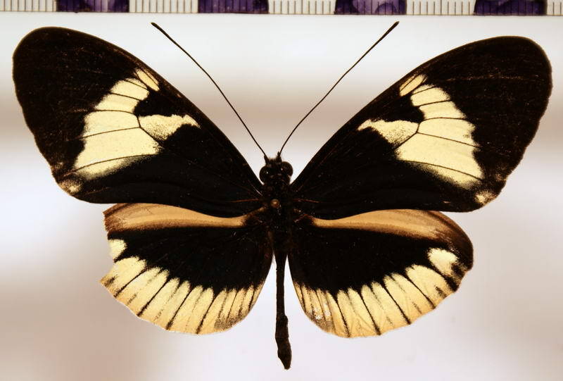 heliconius_cydno_alithea_male