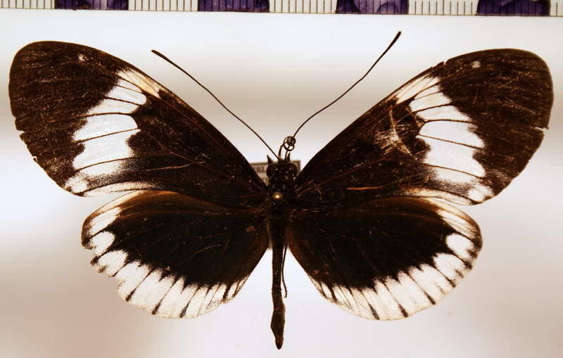 heliconius_cydno_alithea_neustetteri-