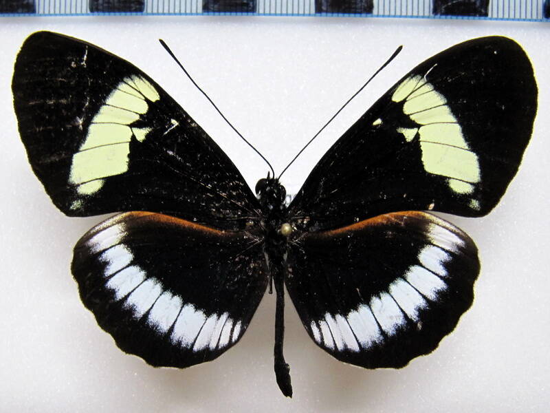 heliconius_cydno_barinasensis_Venezuela