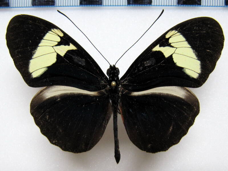 heliconius_cydno_cordula_Venezuela
