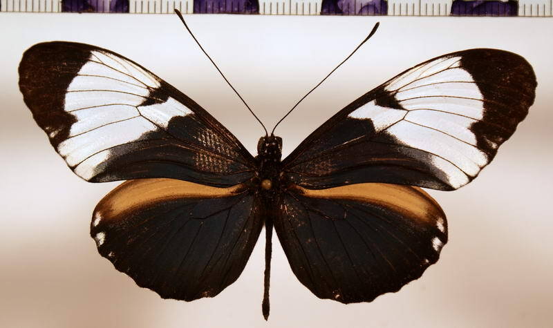 heliconius_cydno_galanthus
