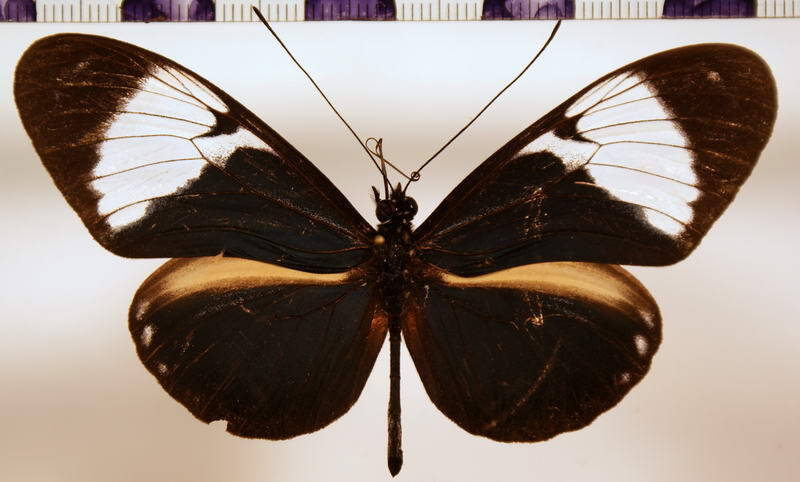 heliconius_cydno_galanthus