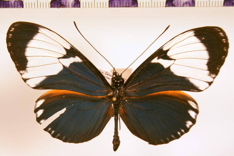 heliconius_cydno_galanthus_Costa Rica