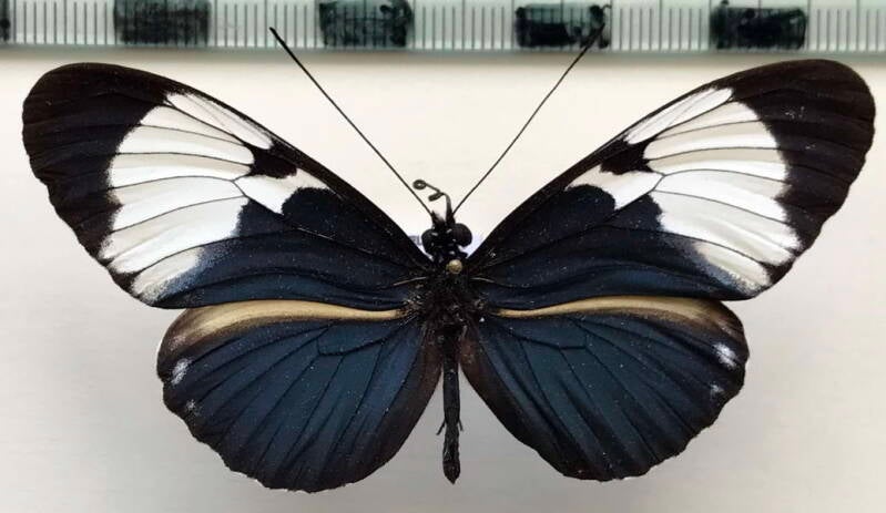 heliconius_cydno_galanthus_m_Costa Rica