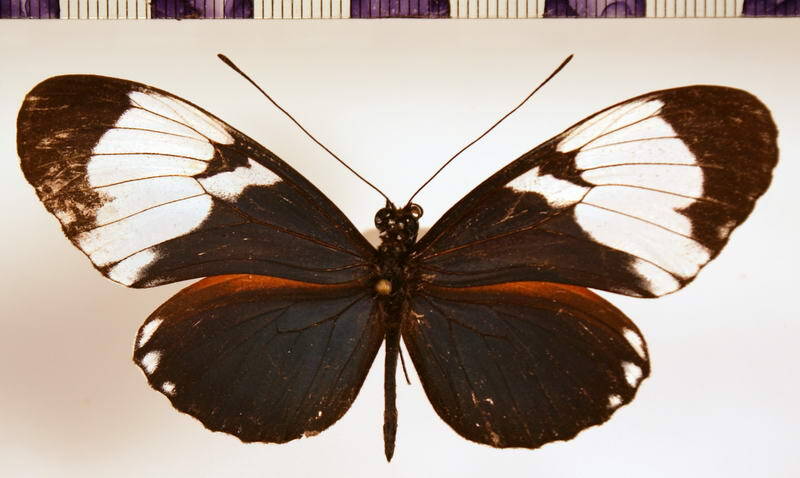 heliconius_cydno_galanthus_Mexique