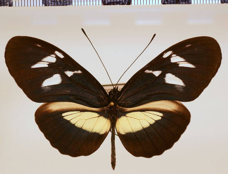 heliconius_cydno_gerstneri_f-pseudoweymeri