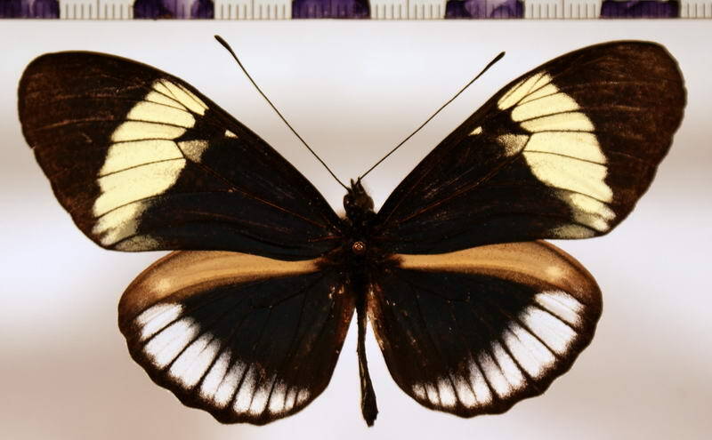 heliconius_cydno_larseni-Colombie