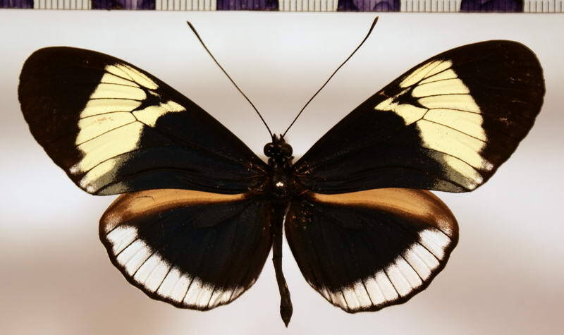 heliconius_cydno_mediocydno-Colombie