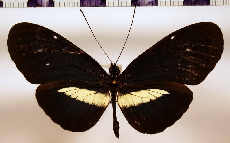 heliconius_cydno_weymeri_gustavi-