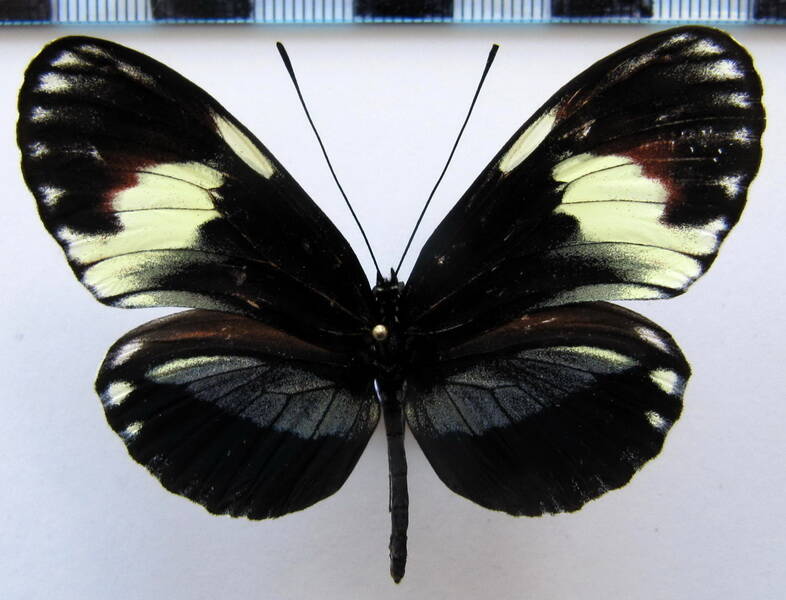 heliconius_cydno_weymeri_hybrid_CostaRica