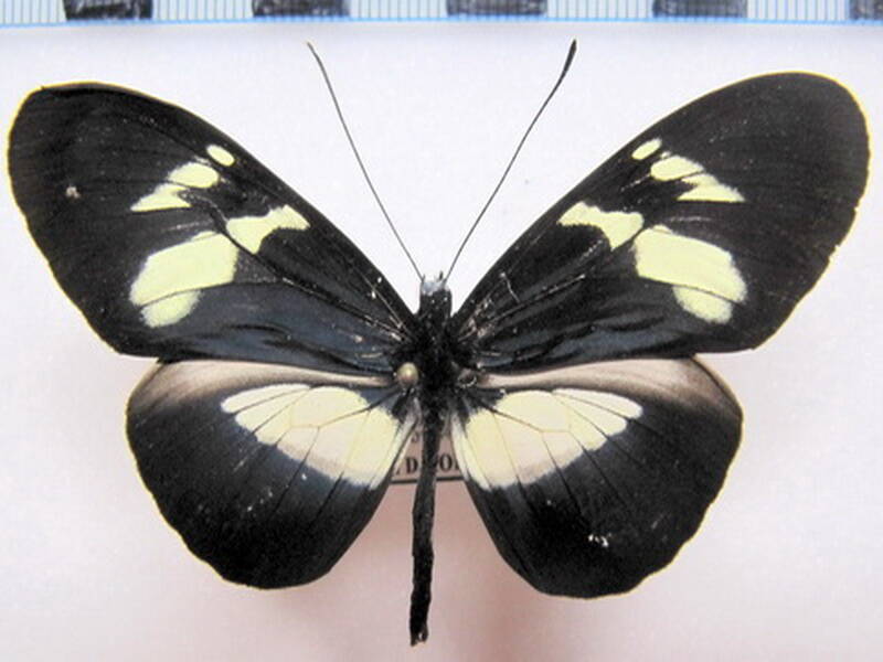 heliconius_cydno_weymeri_sulphureomaculata_Colombie