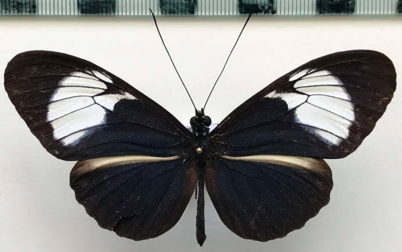 heliconius_cydno_zelinde_m_Colombie