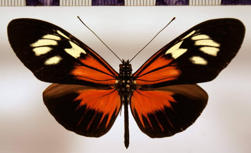 heliconius_demeter_bouqueti_male-standard.jpg