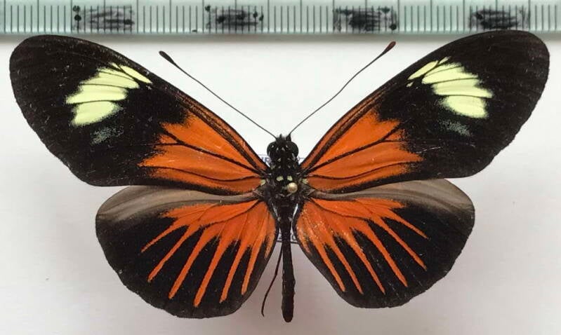 heliconius_demeter_neildi_m_eq-standard.jpg