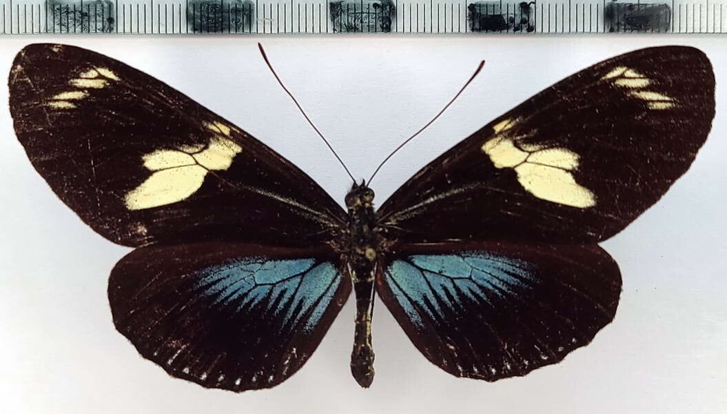 Heliconius doris femelle A1-  Equateur