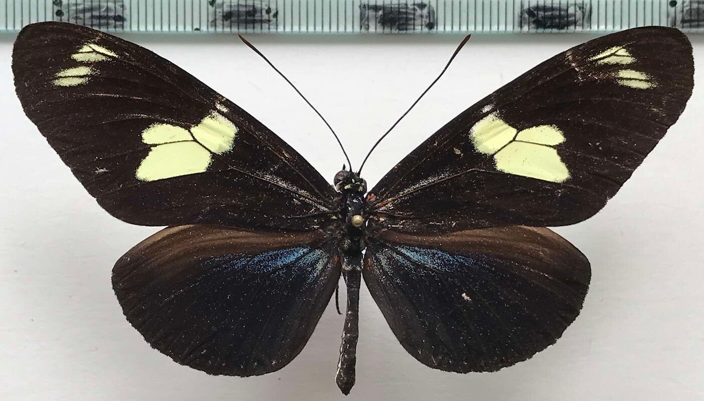 Heliconius doris mâle A1-  Pérou
