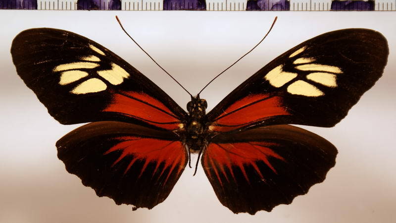 heliconius_egeria_egeria-standard.jpg