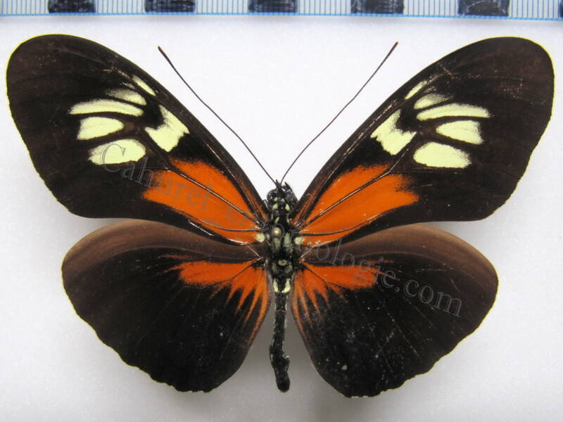 heliconius_egeria_egerides_f_bresil02-standard.jpg