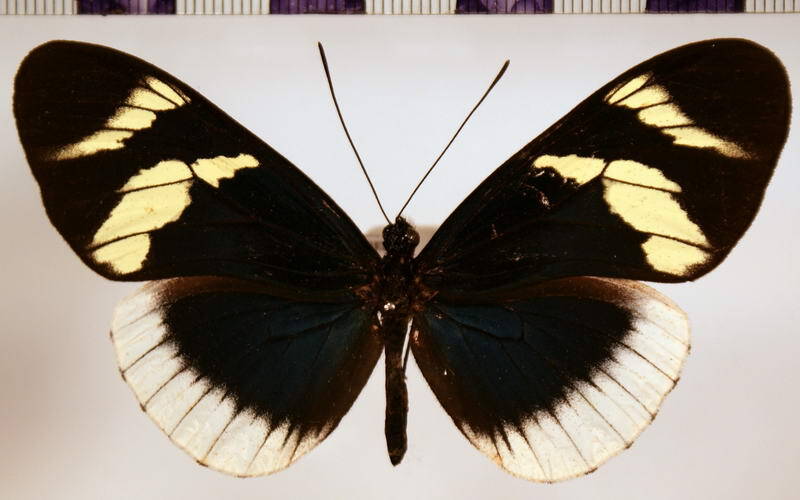 heliconius_eleuchia_eleuchia-standard.jpg