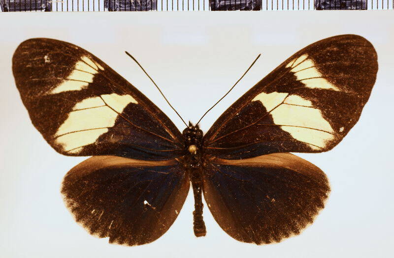 heliconius_eleuchia_eleusinus01-standard.jpg