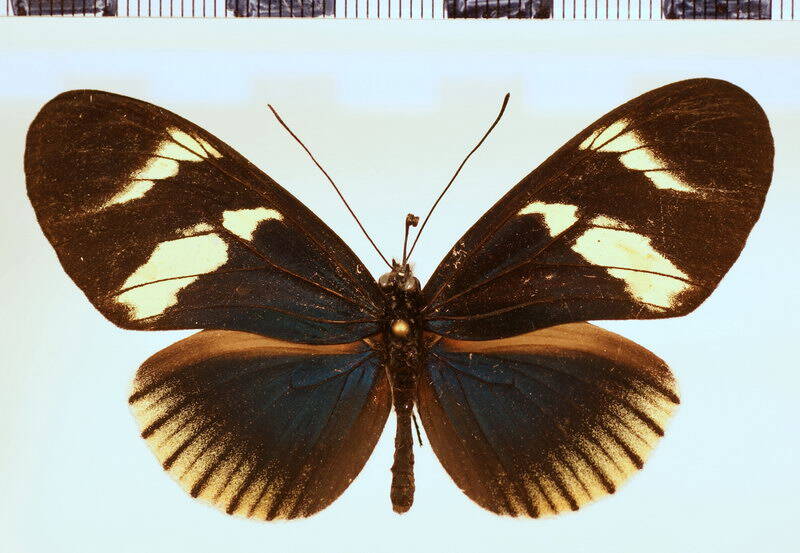 heliconius_eleuchia_eleusinus02-standard.jpg