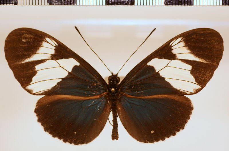 heliconius_eleuchia_eleusinus03-standard.jpg