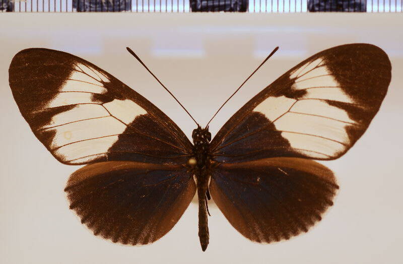 heliconius_eleuchia_eleusinus04-standard.jpg