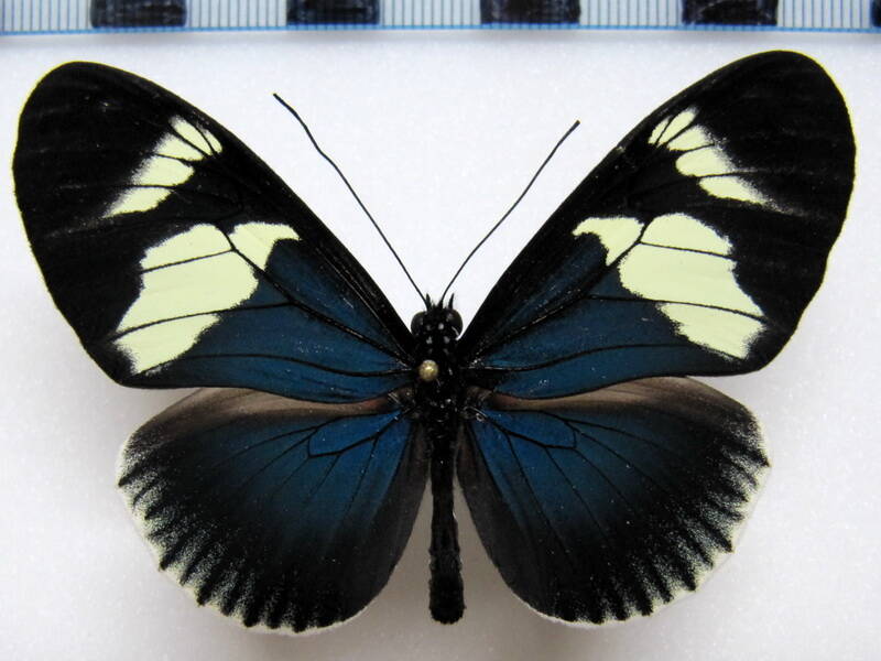 heliconius_eleuchia_eleusinus_deflava03_eq-standard.jpg