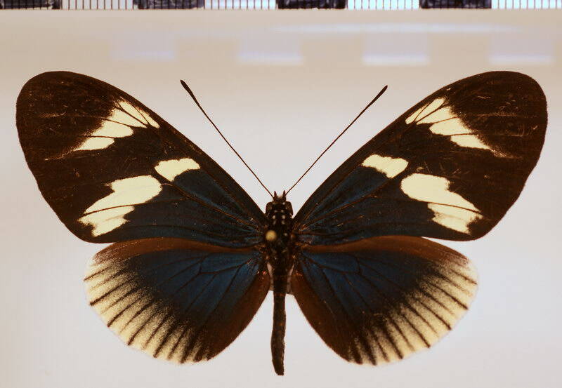 heliconius_eleuchia_f-deflava02-standard.jpg
