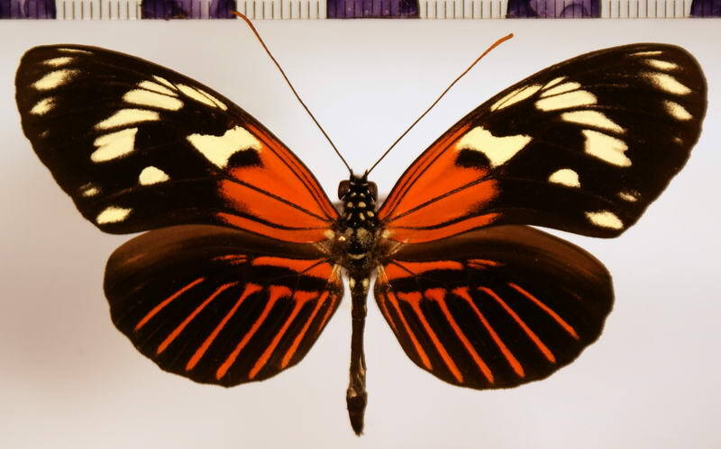 heliconius_elevatus_barii-standard.jpg