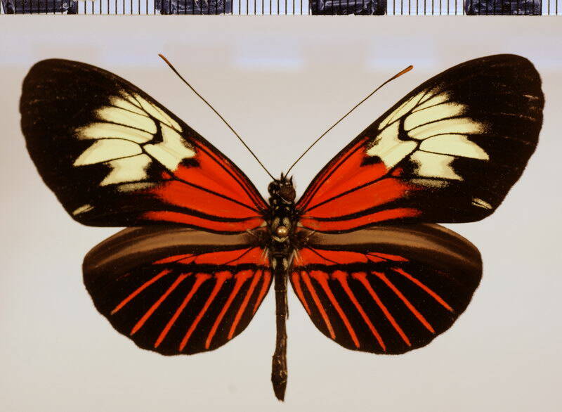heliconius_elevatus_perchlorus_03-standard.jpg