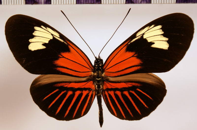 heliconius_elevatus_pseudocupidineus01-standard.jpg