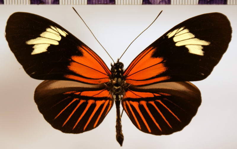 heliconius_elevatus_pseudocupidineus02-standard-ejcb5m.jpg