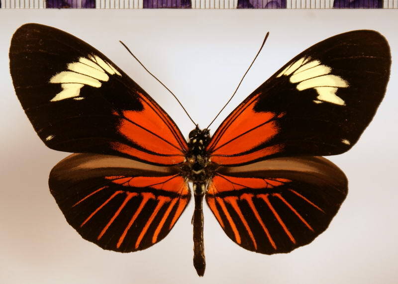 heliconius_elevatus_pseudocupidineus03-standard.jpg