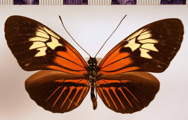 heliconius_elevatus_taracuanus01-standard.jpg