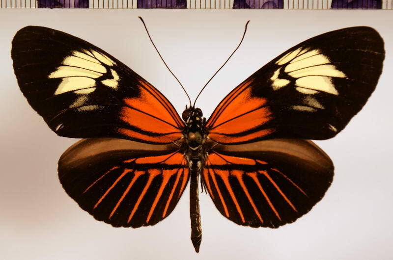 heliconius_elevatus_taracuanus02-standard.jpg