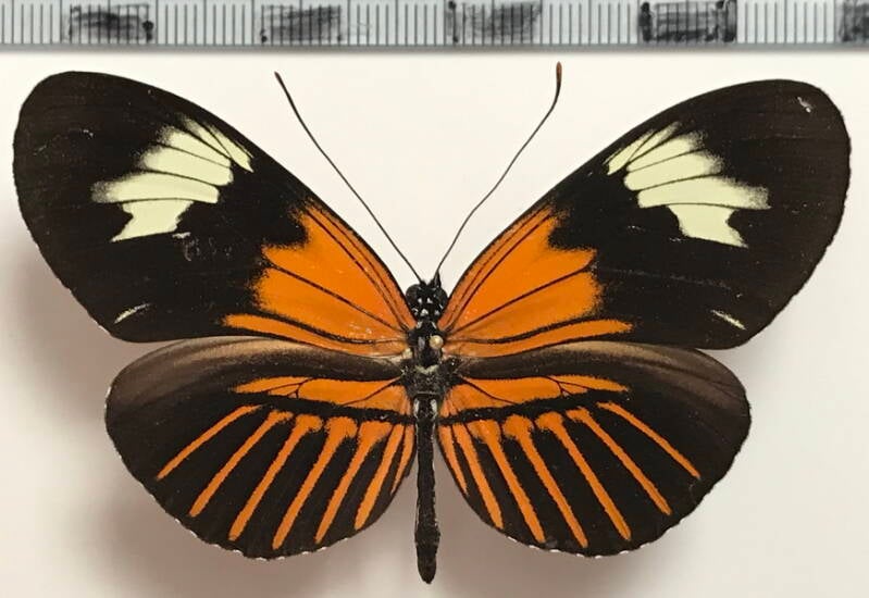 heliconius_elevatus_willmotti_m_eq-standard.jpg