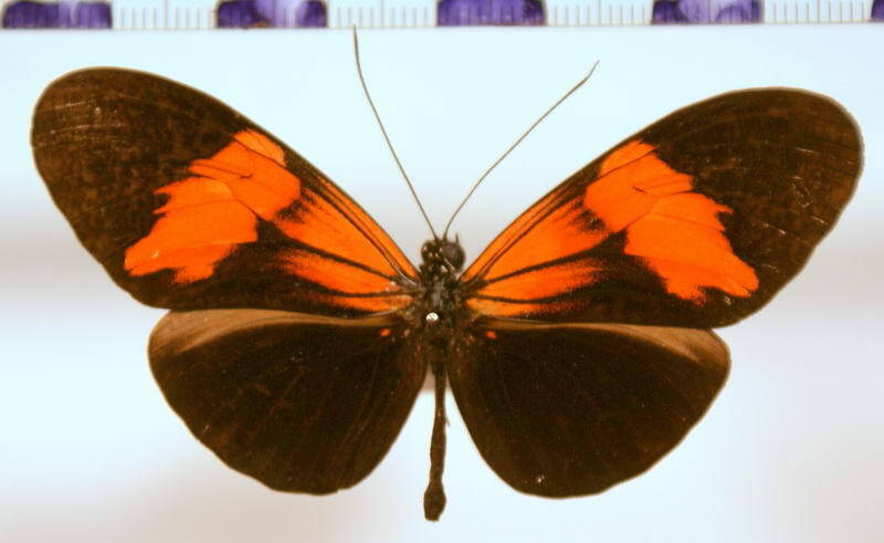 heliconius_erato_amalfreda_dryope-standard.jpg