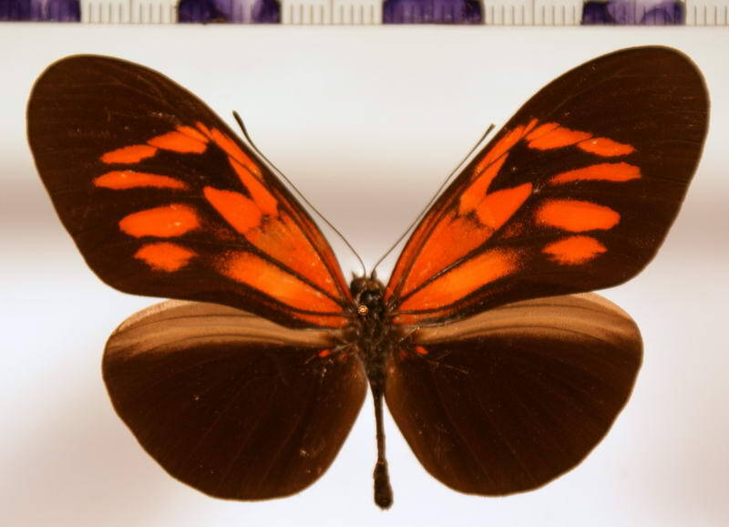 heliconius_erato_amalfreda_elimaea-standard.jpg