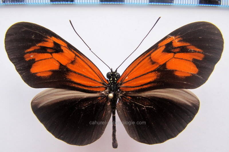 heliconius_erato_amalfreda_elimaea02_bresil-standard.jpg