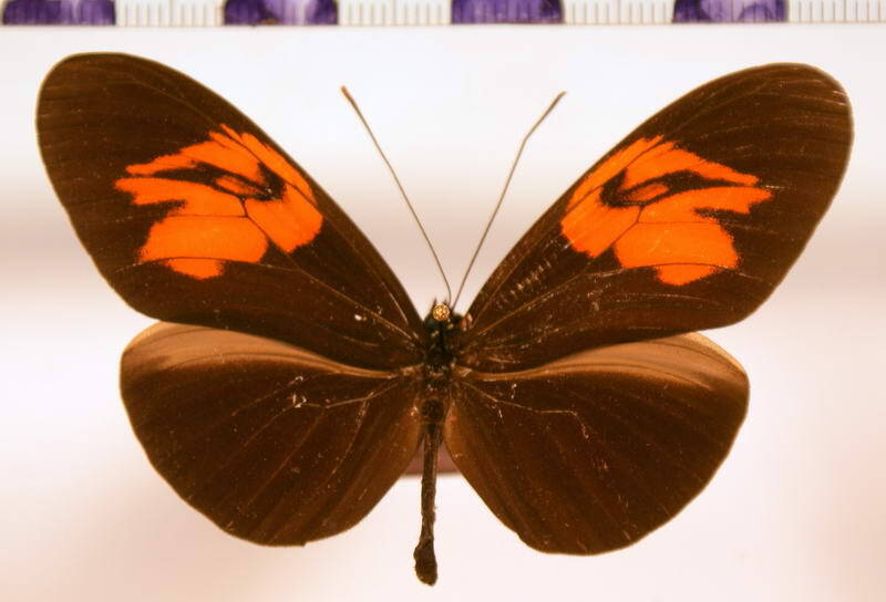 heliconius_erato_amalfreda_forme01-standard.jpg