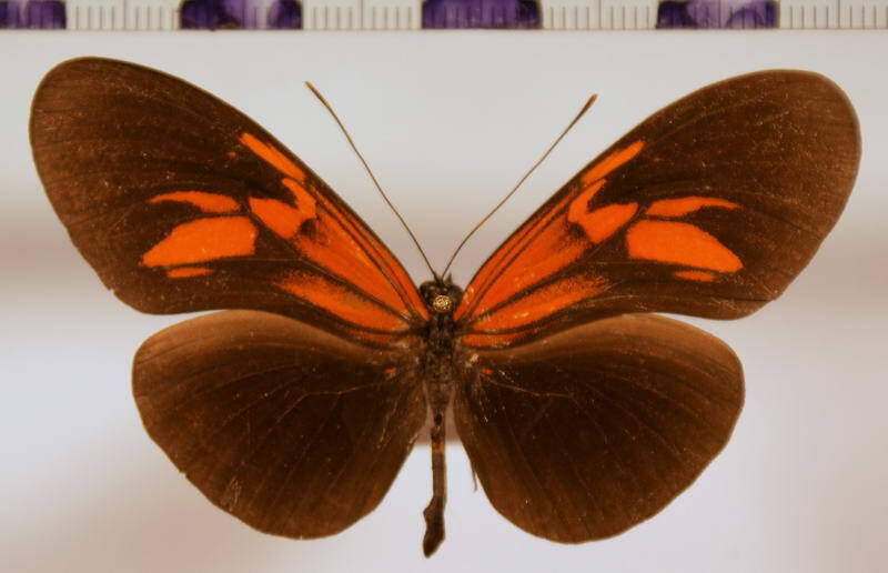 heliconius_erato_amalfreda_forme02-standard.jpg