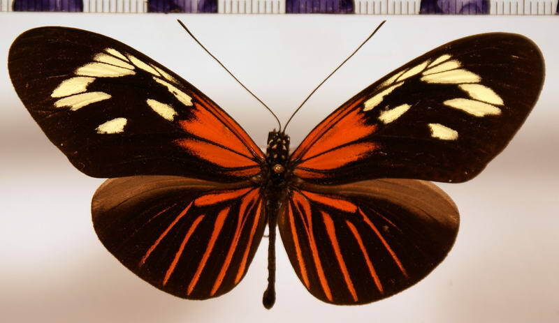 heliconius_erato_amazona-standard.jpg