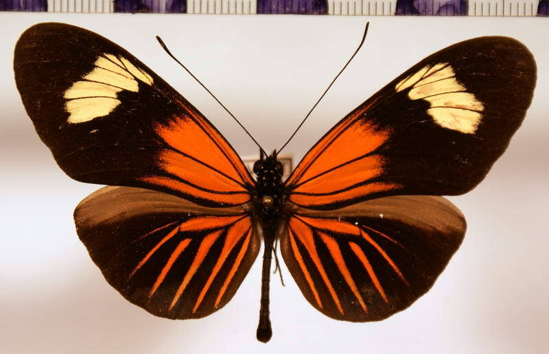 heliconius_erato_aurivilli01-standard.jpg