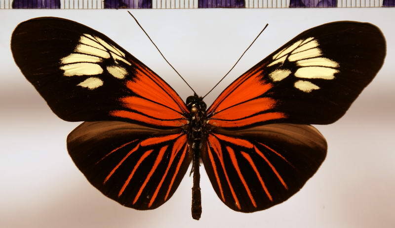 heliconius_erato_aurivilli02-standard.jpg